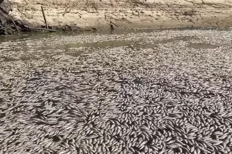 Geger, Penampakan Sungai Dipenuhi Jutaan Ikan Mati dan Membusuk, Fenomena Apa?