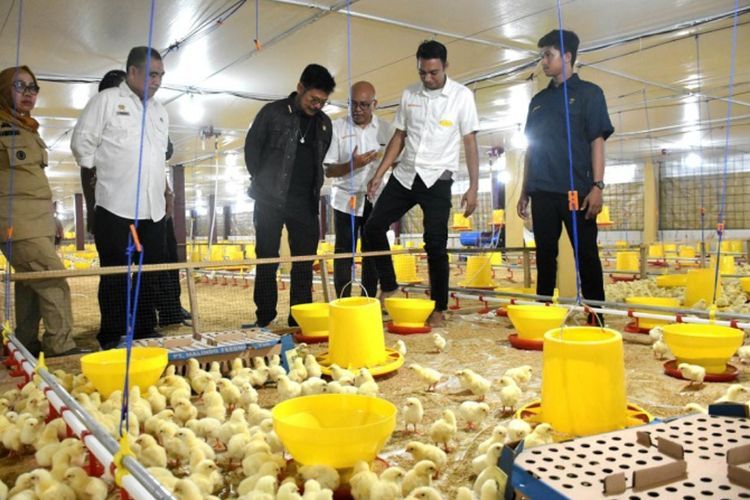 Mentan SYL Terapkan Role Model Penerapan Sistem Hulu-Hilir Ayam Broiler di Gowa