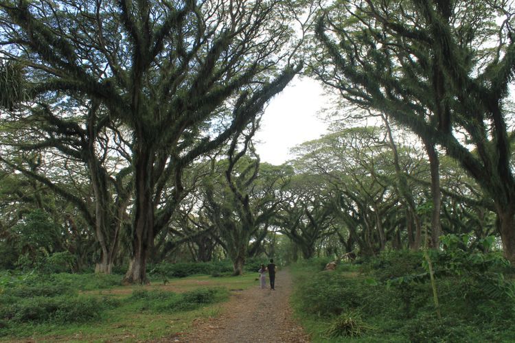De Djawatan, Hutan di Banyuwangi yang Mirip Hutan Fangorn di Film ‘Lord of The Rings’