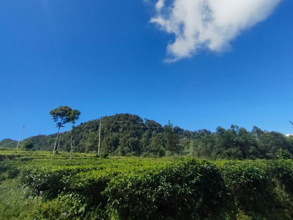 Kebun Teh Medini, Rekomendasi Tempat Healing yang Asri dan Tenang di Kendal  