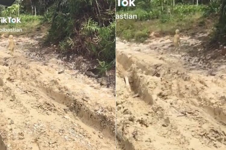 Momen Kocak Bocil Lari Kocar-kacir Usai Ketahuan Mandi Lumpur, Kabur ke Kebun Sawit