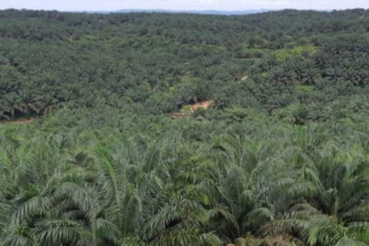 Perusahaan Sawit di Kutai Timur Disebut Gak Serius Tuntaskan Sengketa lahan dengan Warga