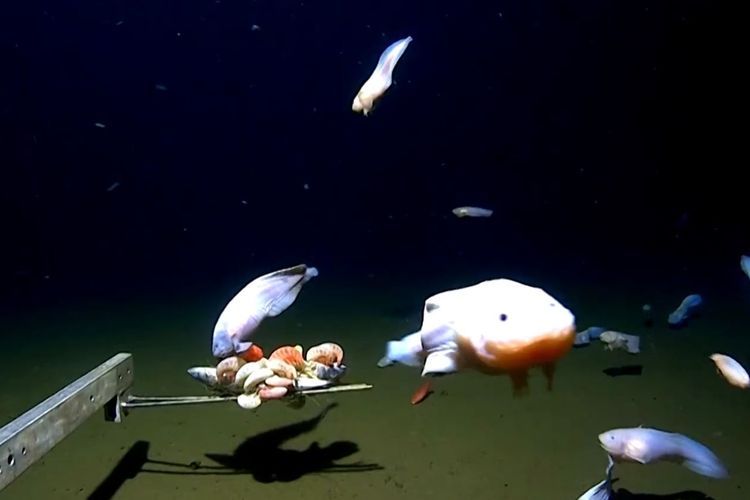 Ikan Siput yang Hidup di Laut Paling Dalam Terekam Kamera