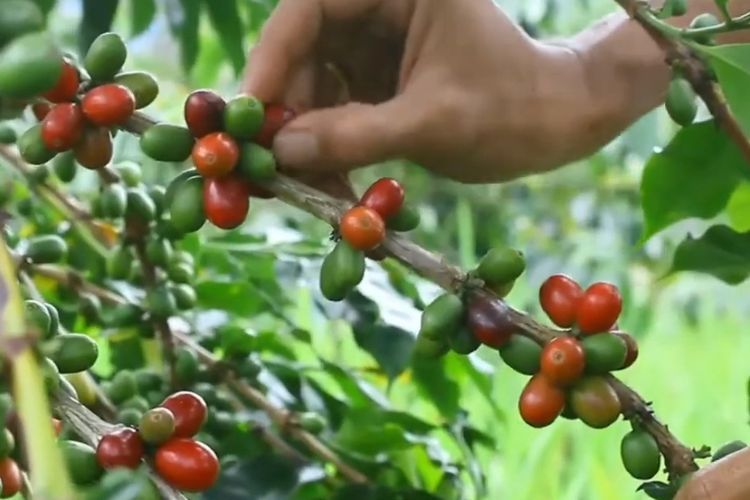 Keistimewaan Kopi Sumatera hingga Disajikan di Outlet Seluruh Dunia, Termasuk Starbucks