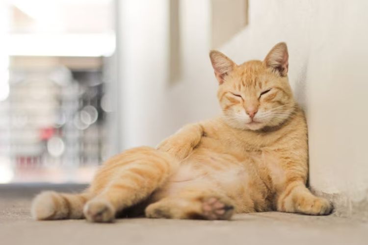 Fakta Ear Tip, Ujung Telinga Kucing yang Disayat Bentuk Huruf V Tanda Sudah Dikebiri