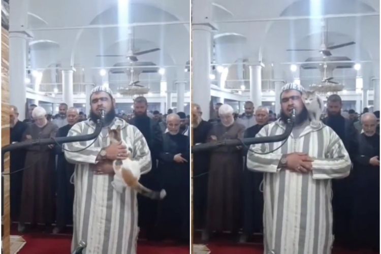 Gemes Banget! Kucing Lompat ke Pundak Imam saat Salat Tarawih, Jamaah Tetap Fokus