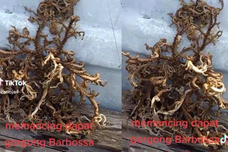 Heboh Pemancing Temukan Hewan Aneh, Mirip Rumput Laut tapi Menggeliat Lincah, Makhluk Apa?