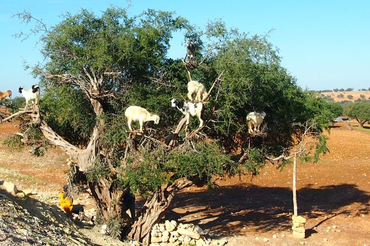 Melihat Pohon Argan, Bijinya Penghasil Minyak yang Dijadikan Bahan Kosmetik
