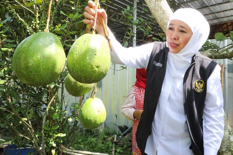 Berkunjung ke Kebun Buah Organik di Jember yang Menarik Perhatian Gubernur Jawa Timur