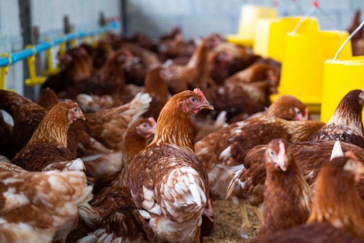 Takut-takuti 1.100 Ayam Tetangga hingga Mati, Seorang Pria Dipenjara