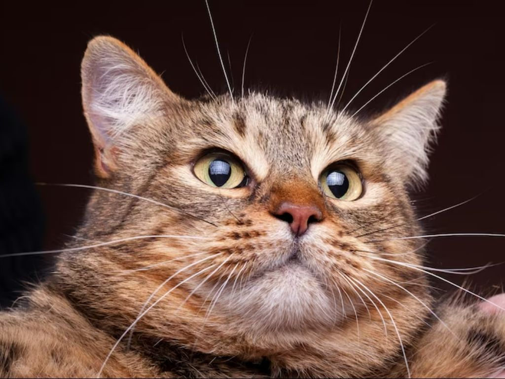 17 Ide Nama Saluran WhatsApp Pencinta Kucing, Bikin Channel Kamu Makin Gemesin!