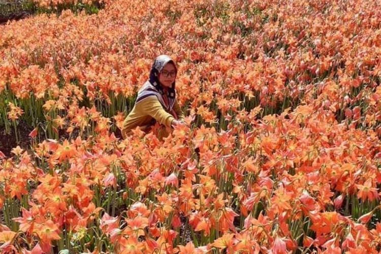 Cantiknya Taman Bunga Amarilis di Gunung Kidul bak di Eropa, Pas Jadi Tempat Libur Lebaran
