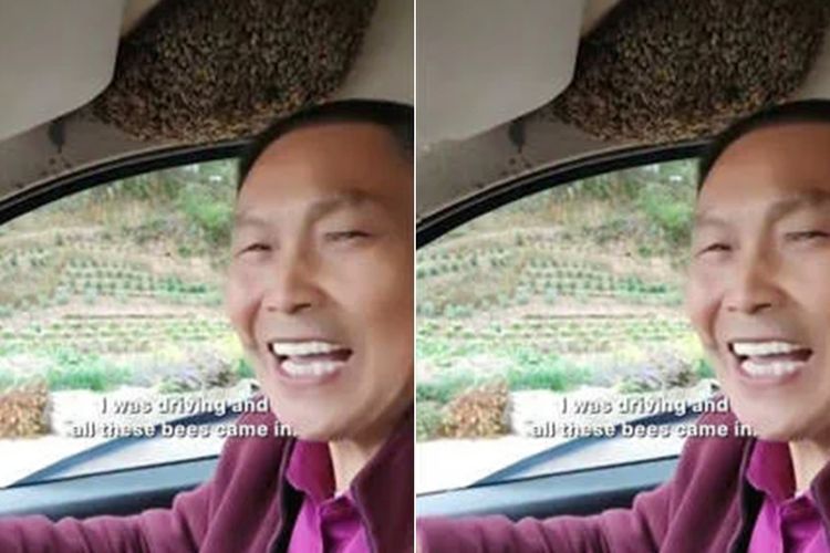 Bukannya Lari, Pria Ini Santai Nyetir Meski Ada Lebah di Dalam Mobilnya, Bikin Merinding