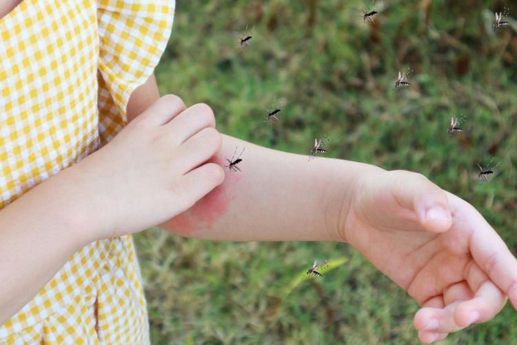 Dokter Imbau Warga Hati-hati saat Melihat Nyamuk Malaria, Pembawa Parasit Plasmodium