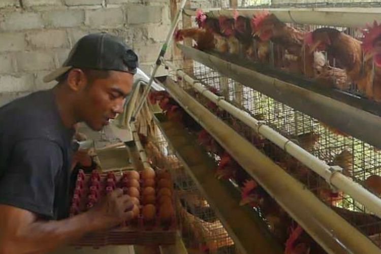 Harga Pakan Tinggi, KPPU Warning Kartel Bisnis Ayam Berkuasa di Sumatera Utara 