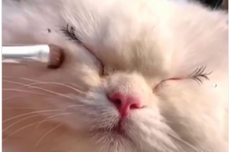 Kucing Putih Ini Anteng Didandani Pakai Bulu Mata dan Blush On, Hasilnya Cantik Gemesin