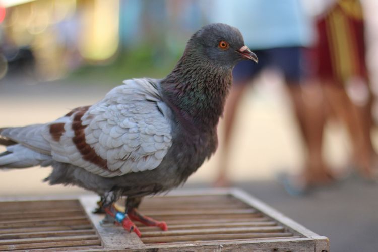 Bermain Burung Jadi Cara Ngabuburit Pecinta Merpati Balap di Parepare, Sulsel 