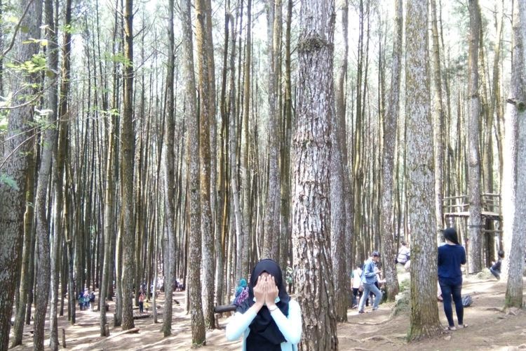 Hutan Pinus Mangunan, Destinasi Ngabuburit Bernuansa Alam di Yogya: Viewnya Cakep Banget