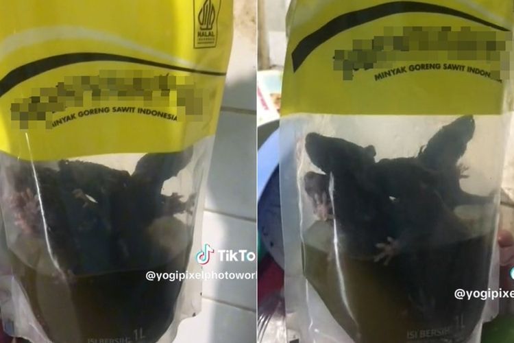 Hii... Ada 5 Tikus 'Berenang' di Minyak Goreng Kemasan, Jorok Minyaknya Menghitam
