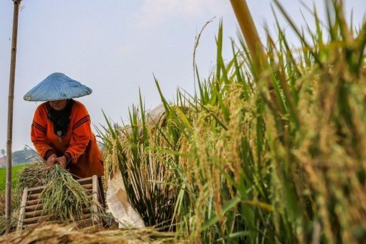 Pengamat: Panen Raya Surplus Beras, Pastikan Pemasaran dan Bulog Maksimalkan Serap