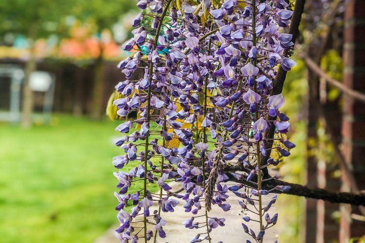 Mitos Wisteria, Bunga Pengusir Iblis dan Beracun di Balik Keindahannya