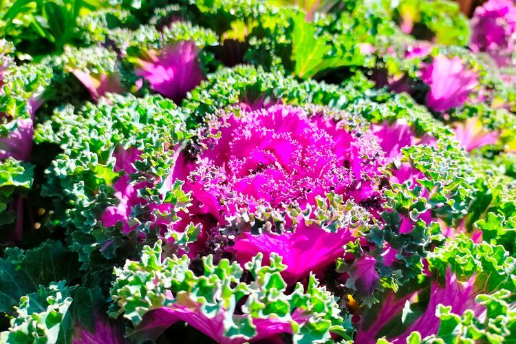 Dimakan Sayang, Begini Cantiknya Kangkung Hias yang Berkhasiat Buat Kesehatan