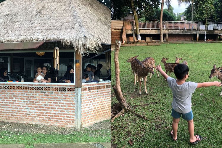 Kebun Nara Kopi, Hidden Gem di Depok Tawarkan Sensasi Ngopi Ditemani Kawanan Rusa