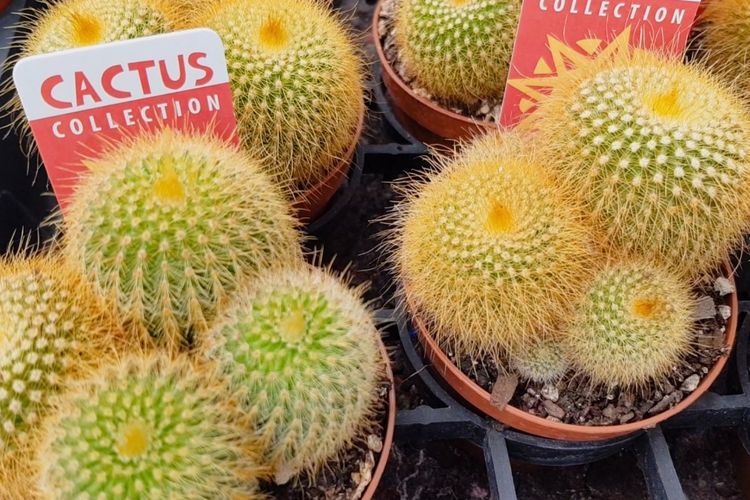 Koleksi Kaktus Terlengkap: Toko Interflower Surga Bagi Pecinta Kaktus dan Aksesorisnya