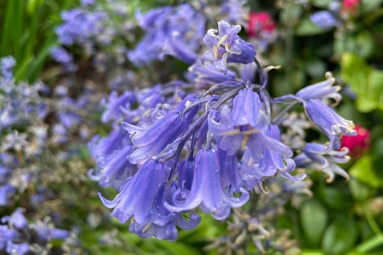 Makna Bunga Hyacinth dalam Bahasa Floral: Simbol Kepercayaan, Kesetiaan, dan Persahabatan