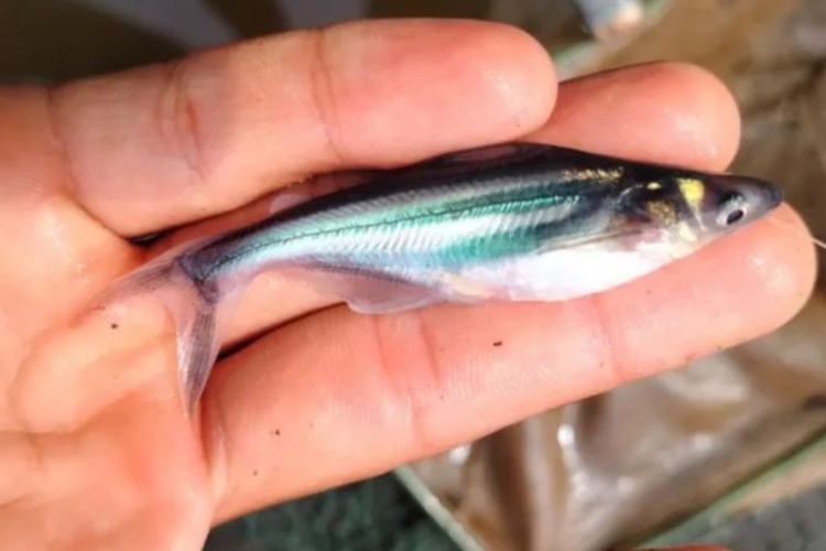 Waduh, Ikan Wader Terancam Punah!