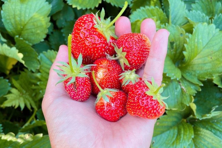 Cara Menanam Strawberry di Halaman atau Taman Rumah dengan Mudah dan Berbuah Melimpah