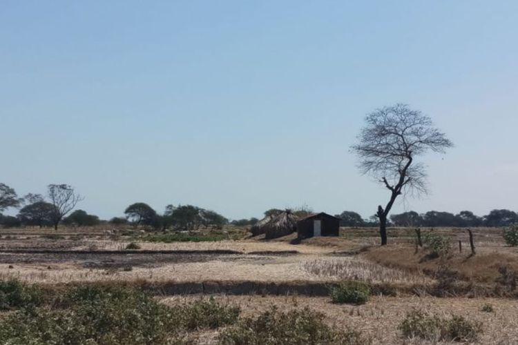 4 Wilayah di NTT Berstatus Waspada Kekeringan, BMKG Imbau Warga Cegah Kebakaran Hutan