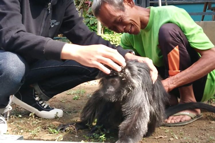 Kisah Beti, Lutung Betina yang Diserahkan ke Konservasi Alam oleh Warga Tulungagung
