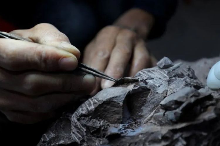 Peneliti Temukan Fosil Telur Milik Dinosaurus Pencuri di China Timur