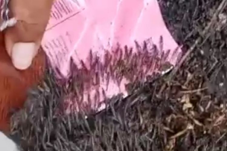 Langka tapi Bikin Panik, Jutaan Ekor Udang Laut Masuk Pemukiman Warga di Gorontalo