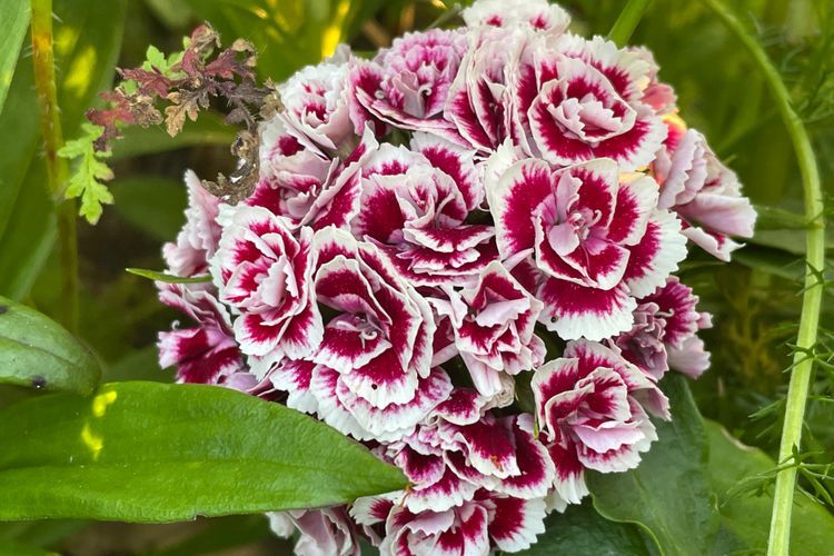 Mitos Bunga Sweet William: Kisah Cinta Pangeran William the Conqueror dengan Gadis Miskin