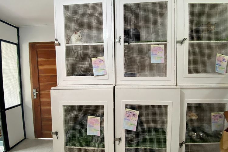 The Odd Cat, Hotel Khusus Kucing Adanya di Canggu, Bali! 