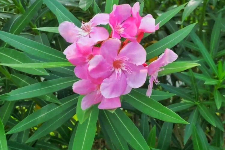 Dikenal Beracun, Bunga Mentega Ternyata Bisa Jadi Obat Anti Kanker, Simak Penjelasannya!