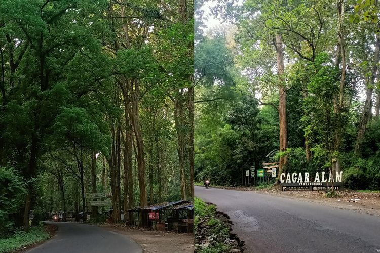 Tolong! Jalan di Cagar Alam Pagerwunung Kendal Minim Penerangan, Kalau Malam Horor Banget