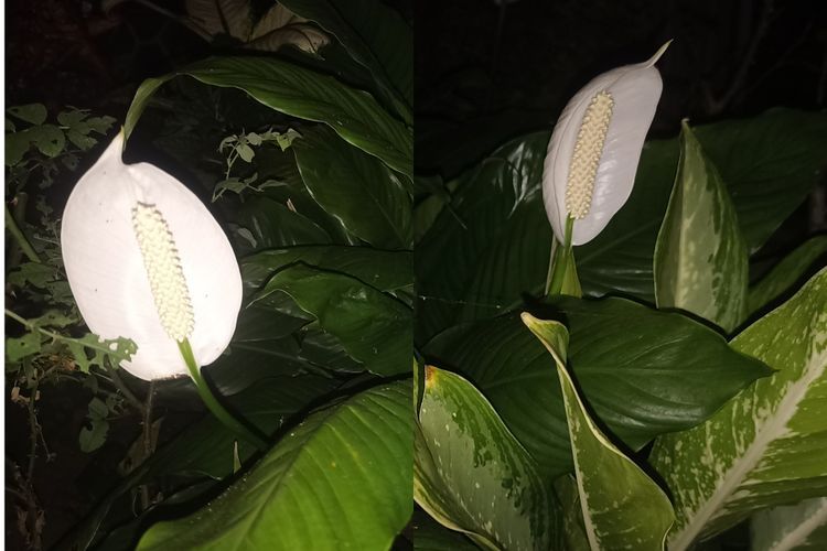 Bunga Peace Lily, Konon Dapat Mendatangkan Kemakmuran dan Keberuntungan