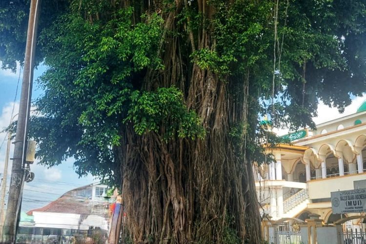 Pohon Beringin: Simbol Kebahagiaan Agama Buddha, Tempat Siddharta Gautama Cari Pencerahan