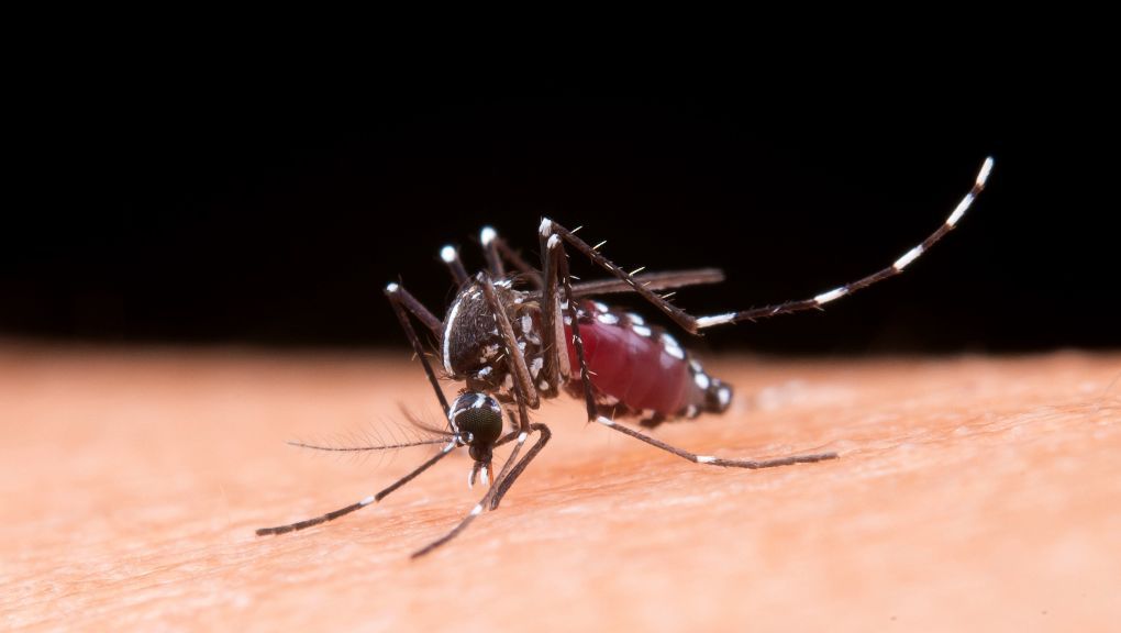 Mengenal Nyamuk Wolbachia, Senjata Biologis Alami Lawan DBD