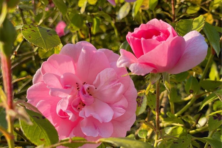 Mitos dan Keajaiban Bunga Mawar Pink: Kisah Romantis di Balik Legenda Ratu Elizabeth I