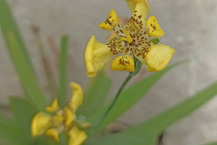 Bersejarah dan Penuh Makna, Bunga Iris Kuning Ternyata Punya Segudang Manfaat