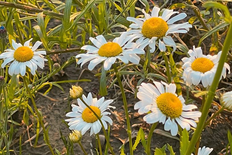 Mitos Asal-usul Bunga Daisy dalam Mitologi Yunani: Berkaitan dengan Dewi Bunga Chloris?