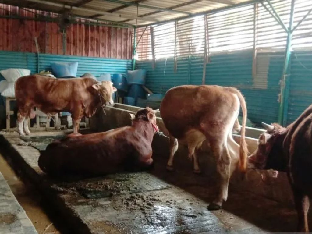 Penjual Ternak di Gunungkidul Tewas diseruduk Sapi Kurban Senilai Rp1 Miliar