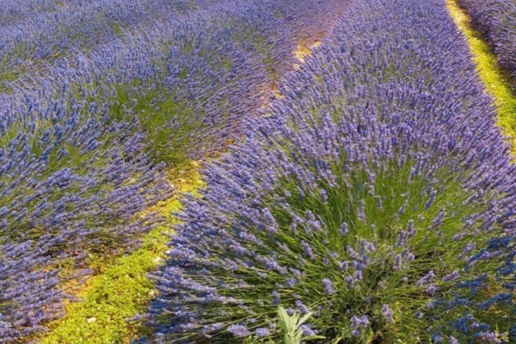 Manfaat Lavender: Bunga Ajaib yang Menyembuhkan Stres dan Menenangkan Pikiran