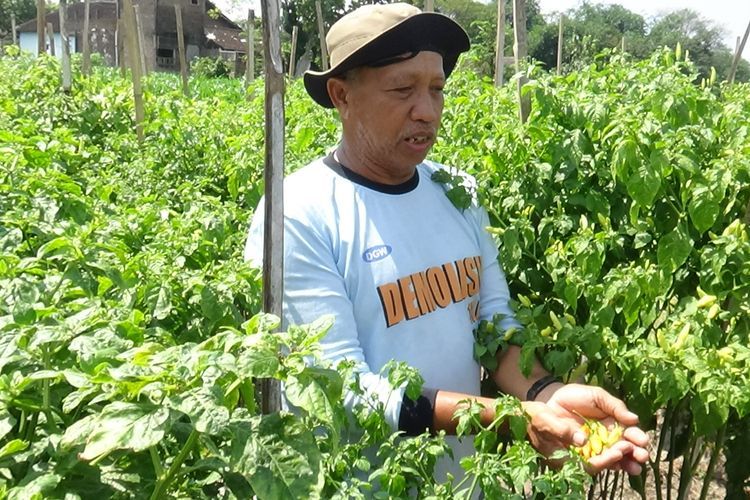Kisah Mujiana, Mantan Kapolsek di Klaten Kini Sukses Bertani Cabai