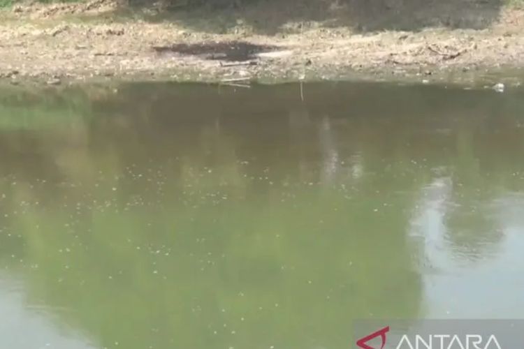 PDAM Toya Wening Hentikan Pengolahan Air Akibat Sungai Bengawan Solo Tercemar Limbah