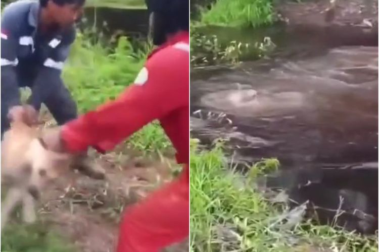 Miris! Pekerja di Sembakung Ini Lempar Anjing Hidup-hidup untuk Jadi Umpan Buaya